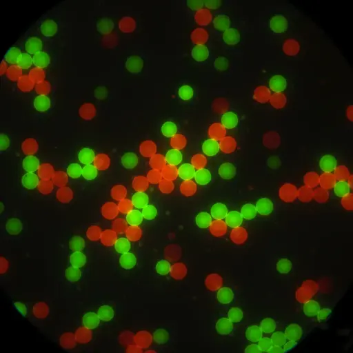 Red PE Fluorescent Particles, 2 um